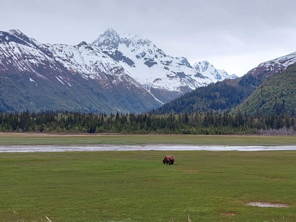 Alaska - Bear Watching