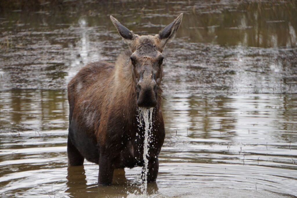 Alaska - Moose