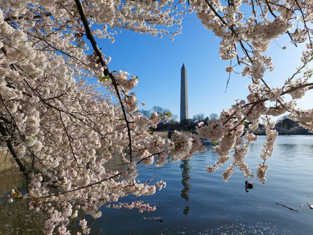 Washington DC - Cherry Blossoms