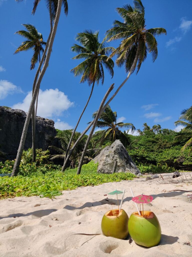 Barbados - Coconut