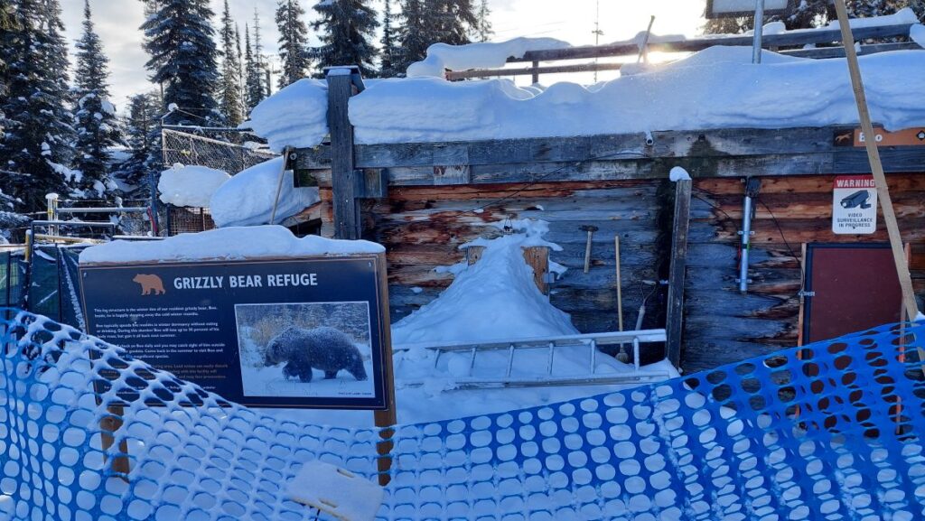 Kicking Horse - Bear